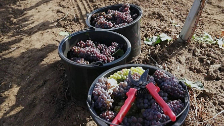 Как собирают виноград на виноградниках?