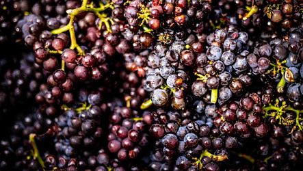 Пино Нуар: сорт винограда и вино из него
